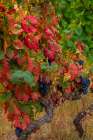 Mature grapes on the Vine at Quinta da Portal Winery in Celeiros, Portugal Art Print